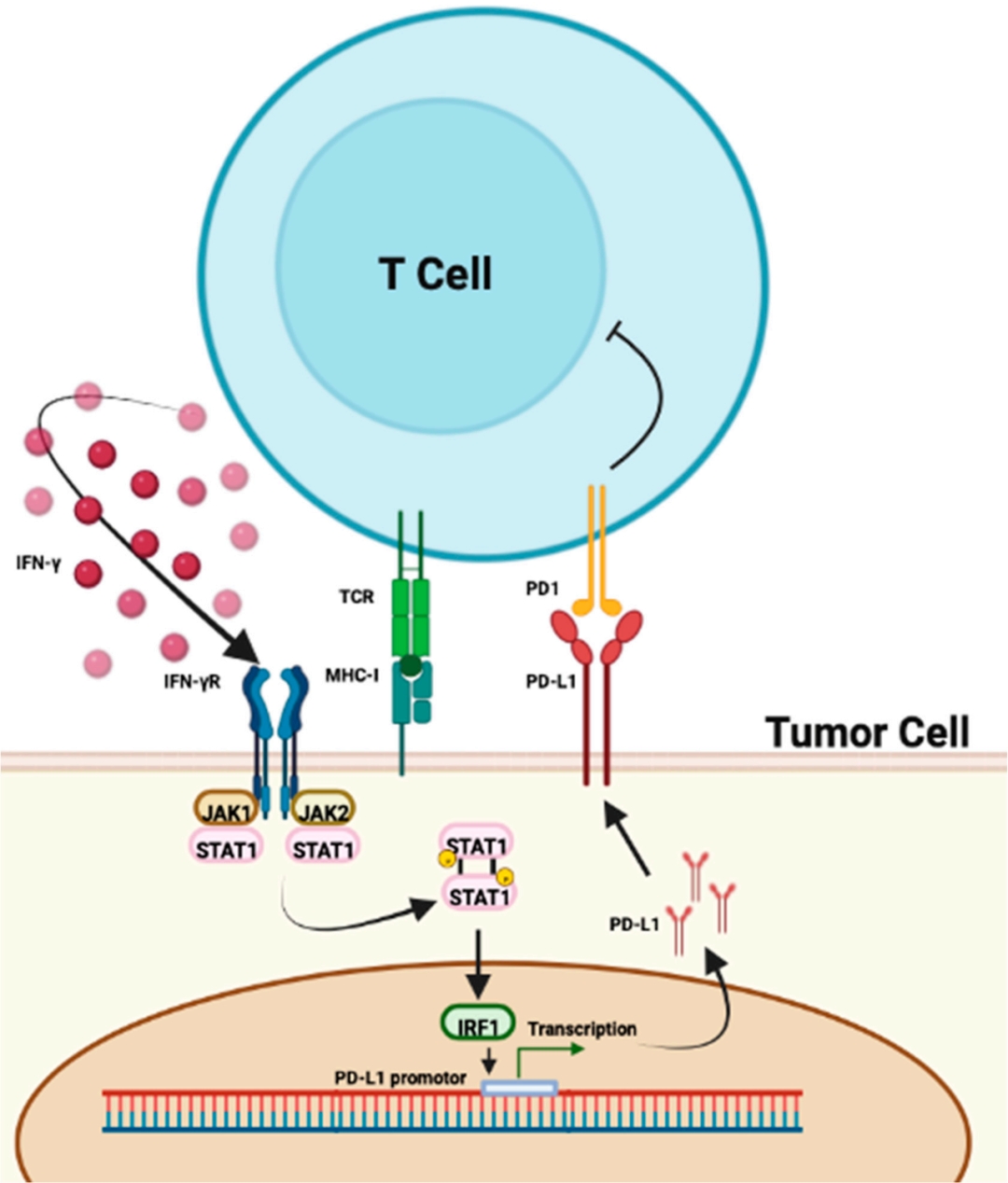 肺癌免疫治疗中生物标志物研究的最新进展2.jpg