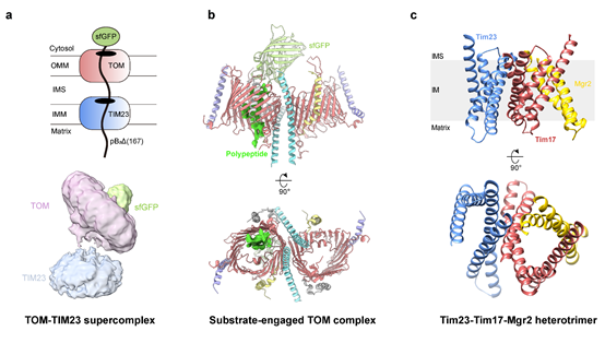 线粒体蛋白质转运的新路径：TOM-TIM23超级复合物的发现 (2).jpg